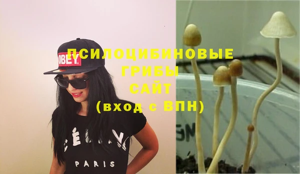 прущие грибы Аркадак