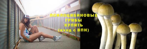 прущие грибы Аркадак